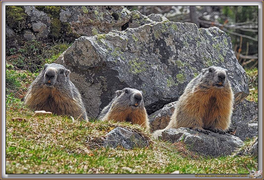 MARMOTTES